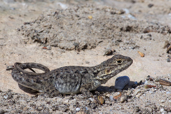 Peninsula Dragon (Ctenophorus fionni)