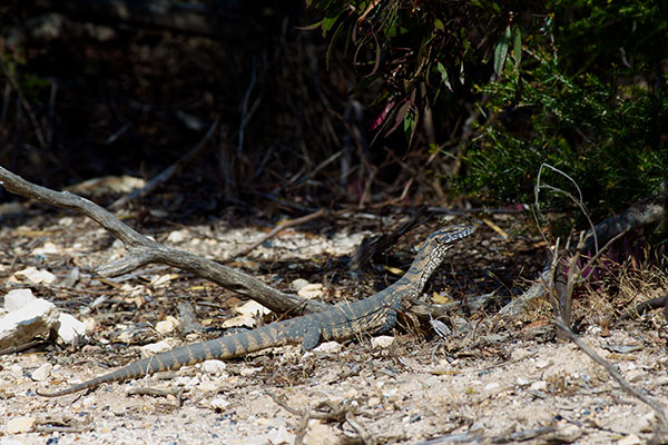 Heath Monitor (Varanus rosenbergi)