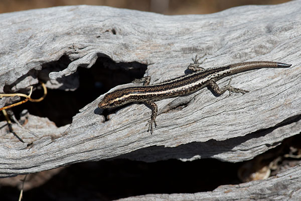 Bright Snake-eyed Skink (Cryptoblepharus pulcher clarus)