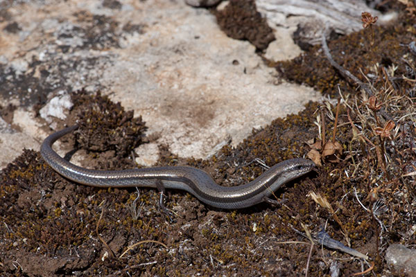 South-eastern Slider (Lerista bougainvillii)