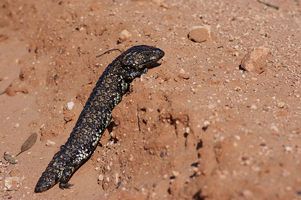 Eastern Shingleback (Tiliqua rugosa aspera)