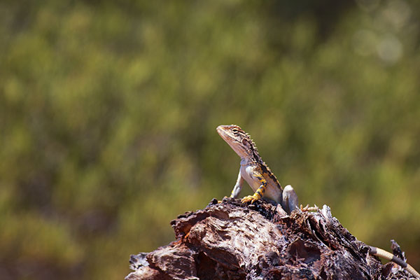 Crested Bicycle-dragon (Ctenophorus cristatus)