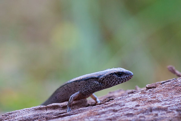 Mainland Southern Earless Skink (Hemiergis decresiensis continentis)