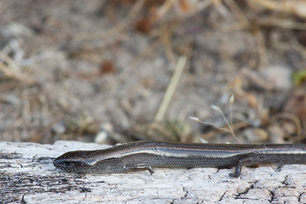 Mainland Southern Earless Skink (Hemiergis decresiensis continentis)