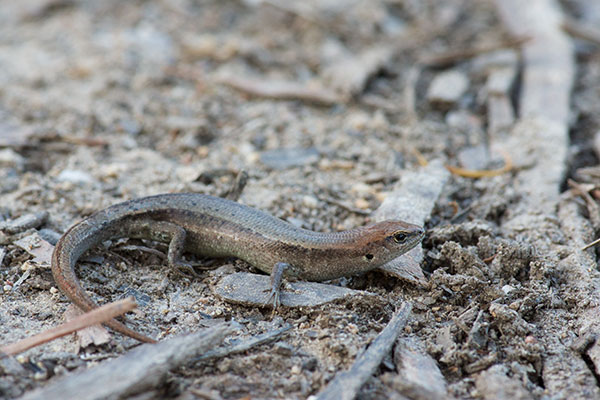 Grass Skink (Lampropholis guichenoti)