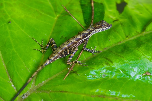 Stream Anole (Anolis lionotus)