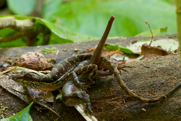 Stream Anole (Anolis lionotus)