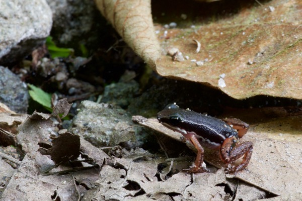 Highland Rocket Frog (Silverstoneia nubicola)