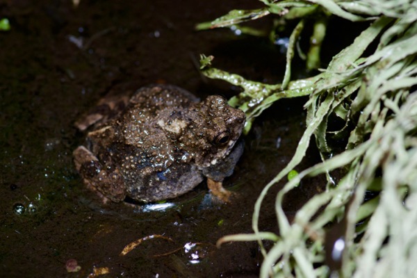 Túngara Frog (Engystomops pustulosus)