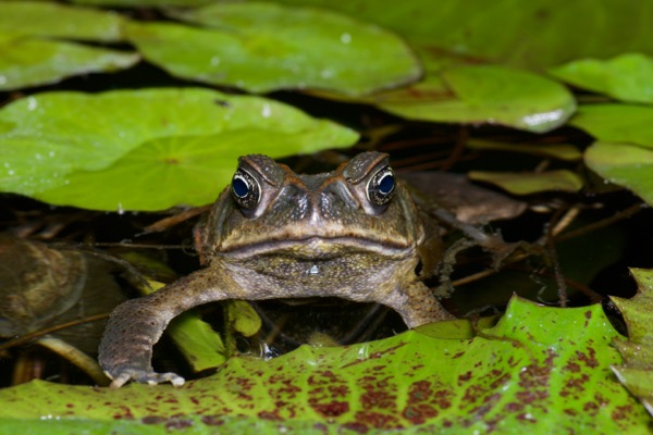 Giant Toad (Rhinella horribilis)