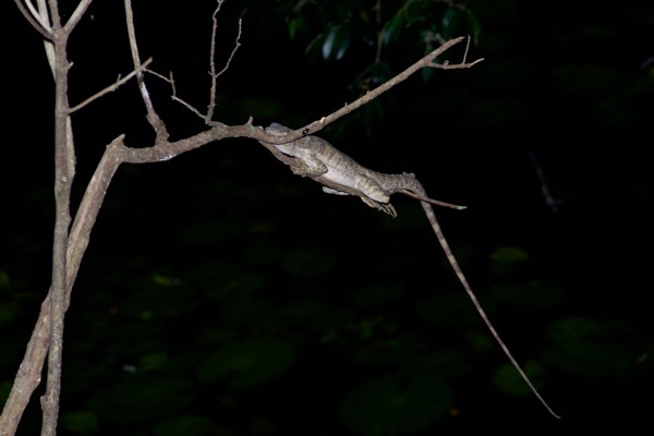 Common Basilisk (Basiliscus basiliscus)