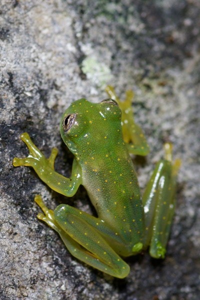 Yellow-flecked Glass Frog (Sachatamia albomaculata)