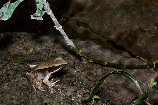 Brilliant Forest Frog (Lithobates warszewitschii)