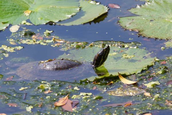 Panamanian Slider (Trachemys venusta panamensis)