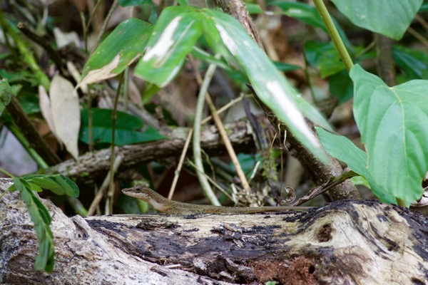 no known English name (Anolis apletophallus)