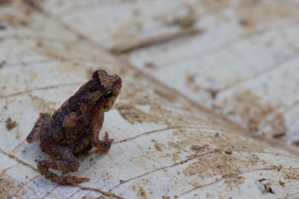 Forest Toad (Rhinella alata)