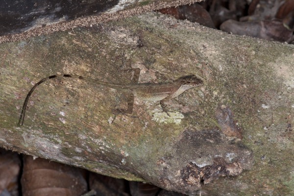 no known English name (Anolis apletophallus)