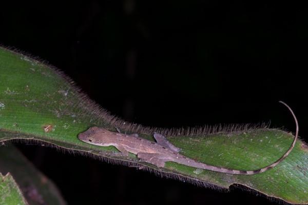 no known English name (Anolis apletophallus)