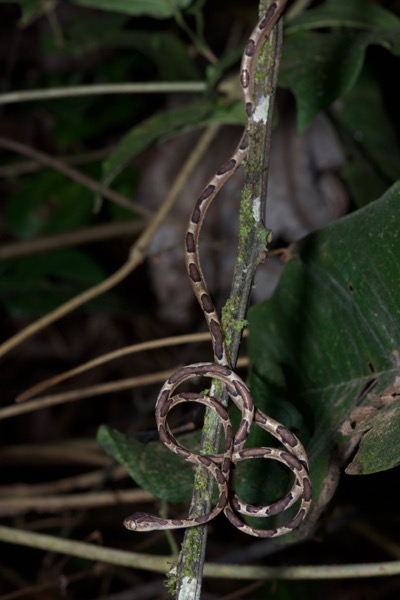 Common Blunt-headed Tree Snake (Imantodes cenchoa)