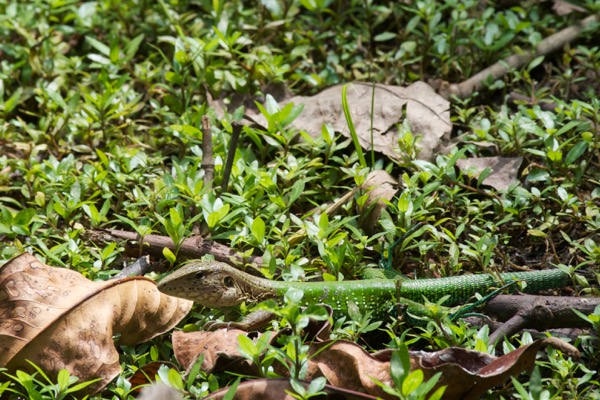 Giant Ameiva (Ameiva ameiva)