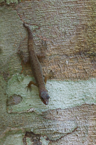 Bridled Forest Gecko (Gonatodes humeralis)