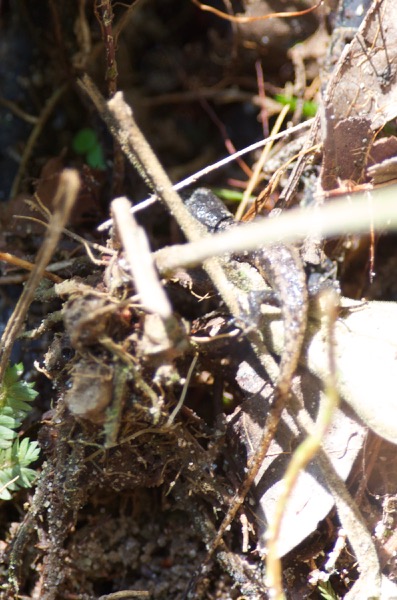 Black-bellied Forest Lizard (Alopoglossus atriventris)