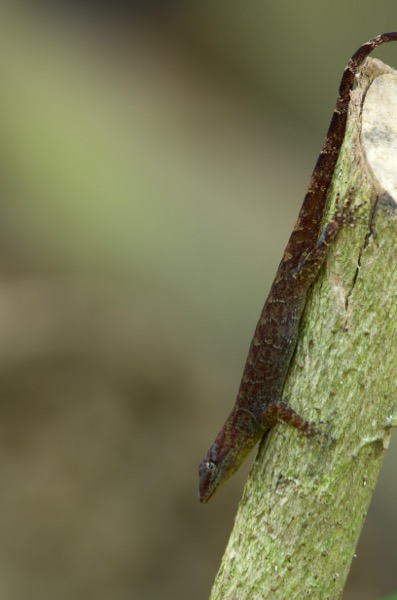 Bridled Forest Gecko (Gonatodes humeralis)