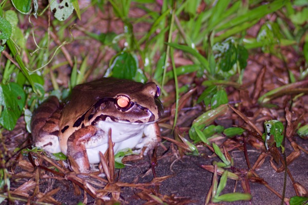 Smokey Jungle Frog (Leptodactylus pentadactylus)