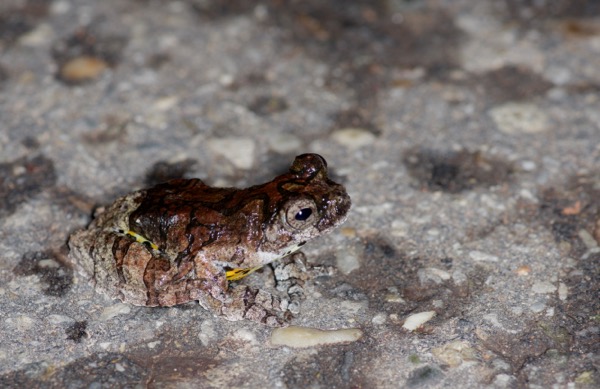 Marbled Treefrog (Dendropsophus marmoratus)