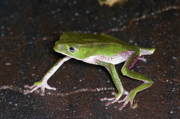 White-lined Monkey Frog (Phyllomedusa vaillantii)