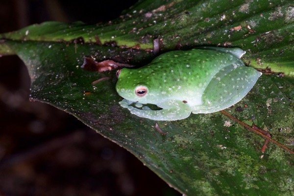 Spotted Hatchet-faced Treefrog (Sphaenorhynchus dorisae)