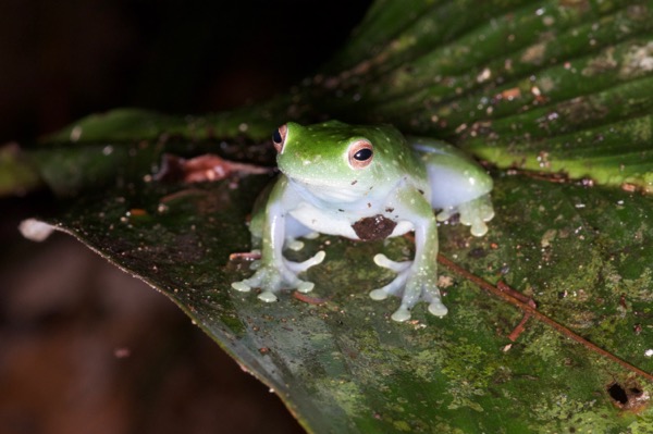 Spotted Hatchet-faced Treefrog (Sphaenorhynchus dorisae)