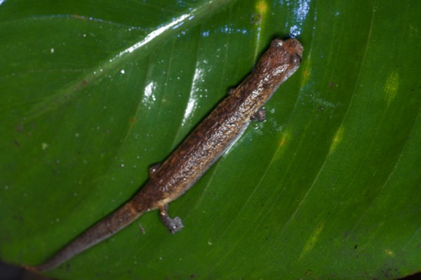 Peruvian Climbing Salamander (Bolitoglossa peruviana)