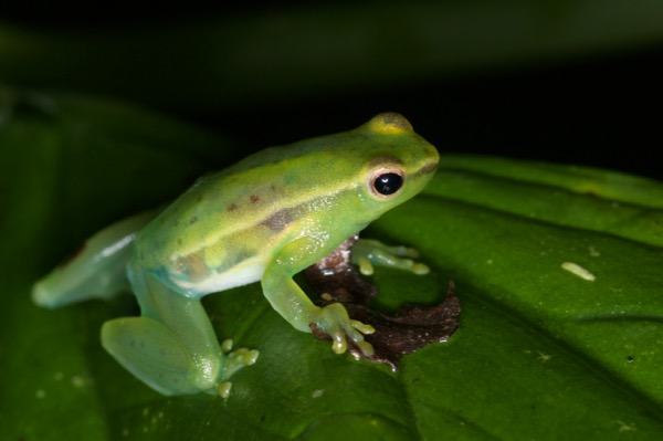 Pygmy Hatchet-faced Treefrog (Sphaenorhynchus carneus)