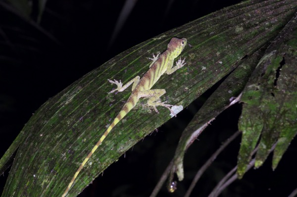 Banded Tree Anole (Anolis transversalis)