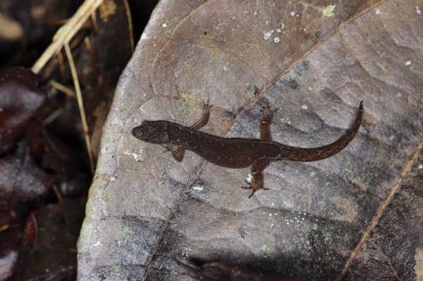 Amazon Pygmy Gecko (Pseudogonatodes guianensis)