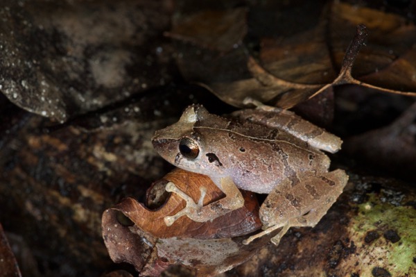 Carabaya Rain Frog (Pristimantis ockendeni)