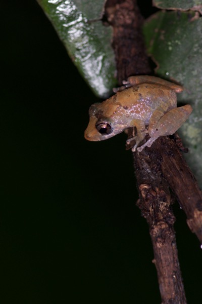 Luscombe’s Rain Frog (Pristimantis luscombei)