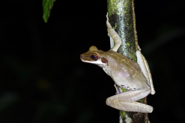 Flat-headed Bromeliad Treefrog (Osteocephalus planiceps)