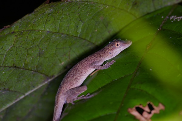 Brown-eared Anole (Anolis fuscoauratus)