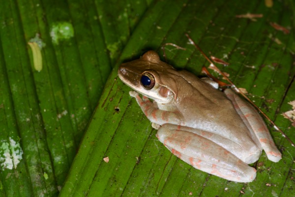 Flat-headed Bromeliad Treefrog (Osteocephalus planiceps)