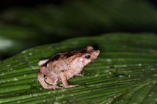 Sharp-nosed Toad (Rhinella dapsilis)