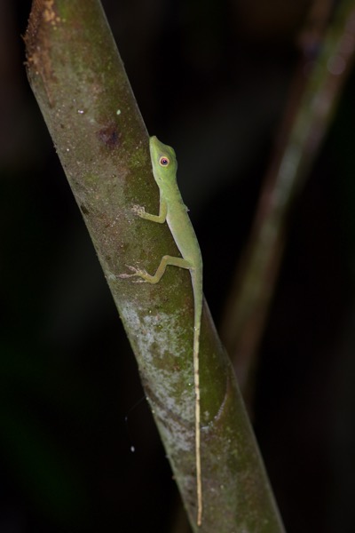 Western Amazon Green Anole (Anolis punctatus boulengeri)