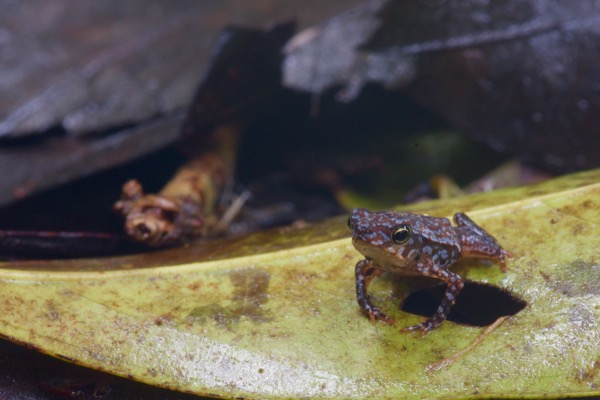 Crested Forest Toad (Rhinella "margaritifera")