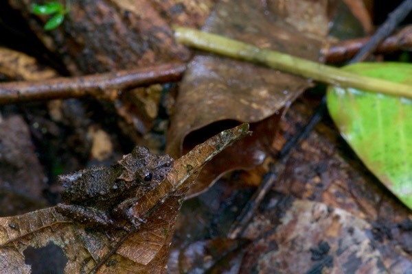 Santa Cecilia Robber Frog (Pristimantis croceoinguinis)