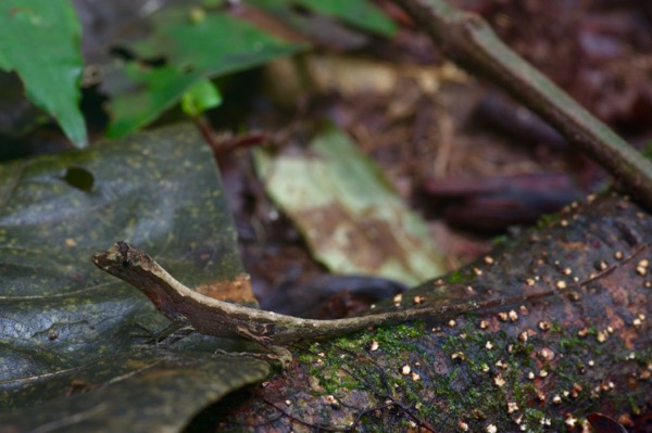 Common Forest Anole (Anolis trachyderma)