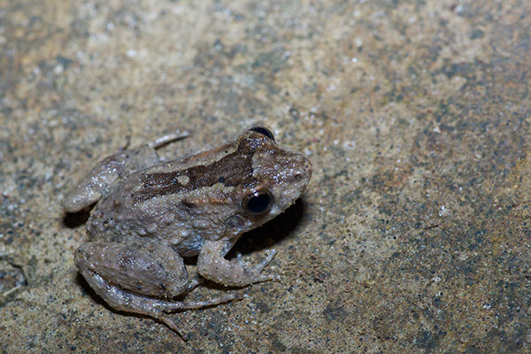 Peter’s Jungle Frog (Leptodactylus petersii)