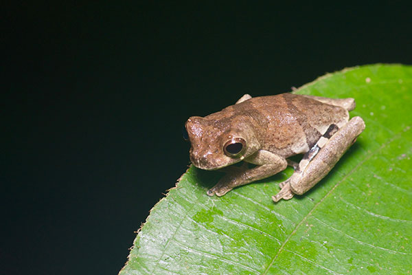 Orange-shanked Treefrog (Dendropsophus parviceps)