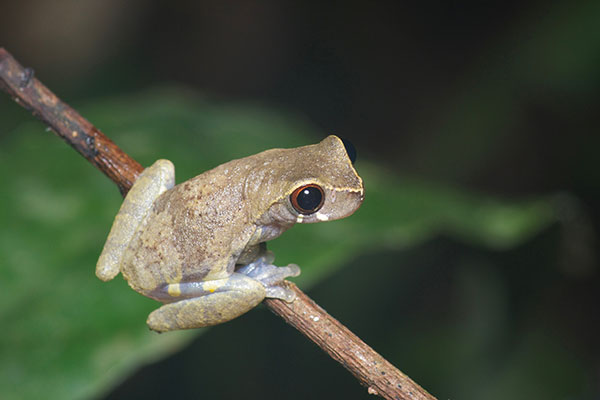 Short-nosed Treefrog (Dendropsophus brevifrons)