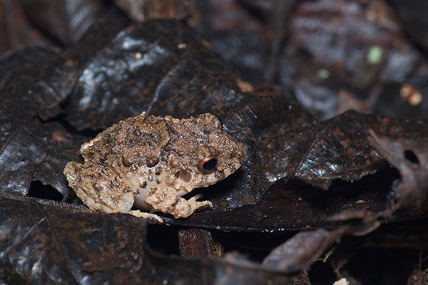 Common Big-headed Rain Frog (Oreobates quixensis)